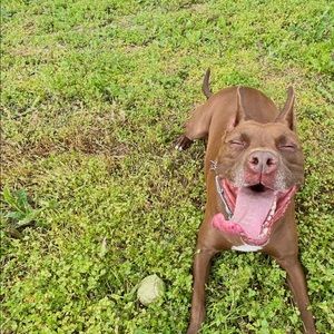 Meet your Posher, Dennis